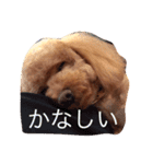 トイプードルのテディ（個別スタンプ：22）