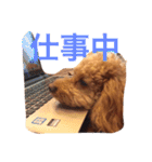 トイプードルのテディ（個別スタンプ：23）