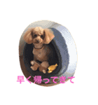 トイプードルのテディ（個別スタンプ：24）
