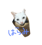 Haramichan（個別スタンプ：1）