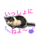 田川ふぁむ（個別スタンプ：36）