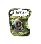 Mr.Toranosuke（個別スタンプ：4）