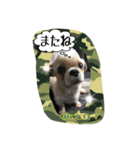 Mr.Toranosuke（個別スタンプ：12）
