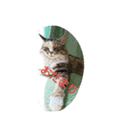 egoistic cat（個別スタンプ：1）