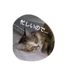egoistic cat（個別スタンプ：2）
