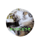 egoistic cat（個別スタンプ：3）