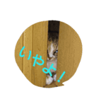 egoistic cat（個別スタンプ：4）