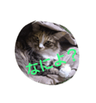 egoistic cat（個別スタンプ：5）