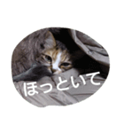 egoistic cat（個別スタンプ：6）