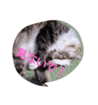 egoistic cat（個別スタンプ：7）
