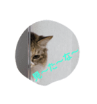 egoistic cat（個別スタンプ：8）