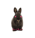 Rabbit@3Dog's（個別スタンプ：3）