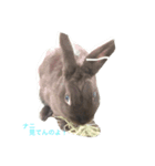 Rabbit@3Dog's（個別スタンプ：4）