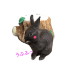 Rabbit@3Dog's（個別スタンプ：5）