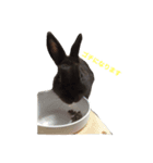 Rabbit@3Dog's（個別スタンプ：8）
