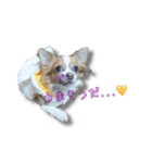 Chihuahua c＆p（個別スタンプ：1）