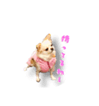 Chihuahua c＆p（個別スタンプ：4）