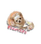 Chihuahua c＆p（個別スタンプ：5）