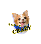 Chihuahua c＆p（個別スタンプ：6）