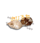 Chihuahua c＆p（個別スタンプ：7）