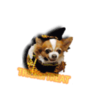 Chihuahua c＆p（個別スタンプ：8）