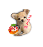 Chihuahua c＆p（個別スタンプ：9）