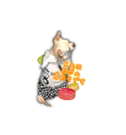 Chihuahua c＆p（個別スタンプ：12）