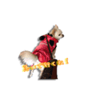 Chihuahua c＆p（個別スタンプ：13）