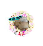Chihuahua c＆p（個別スタンプ：14）