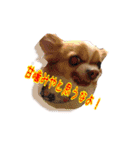 Chihuahua c＆p（個別スタンプ：15）