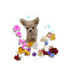 Chihuahua c＆p（個別スタンプ：16）