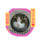 My pet u-tan 2（個別スタンプ：1）