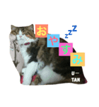 My pet u-tan 2（個別スタンプ：2）