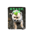 まる411。（個別スタンプ：5）