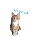 しまねこサンクレチン 2（個別スタンプ：1）