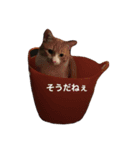 しまねこサンクレチン 2（個別スタンプ：2）