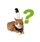 しまねこサンクレチン 2（個別スタンプ：4）