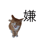しまねこサンクレチン 2（個別スタンプ：5）