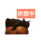 しまねこサンクレチン 2（個別スタンプ：8）
