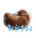 柴犬チップ（個別スタンプ：1）