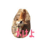 柴犬チップ（個別スタンプ：2）