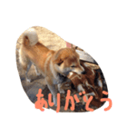柴犬チップ（個別スタンプ：3）