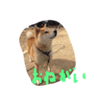 柴犬チップ（個別スタンプ：4）