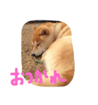 柴犬チップ（個別スタンプ：5）