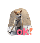 柴犬チップ（個別スタンプ：6）