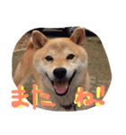柴犬チップ（個別スタンプ：7）