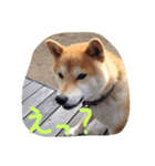 柴犬チップ（個別スタンプ：8）