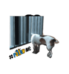 Pepble Super Dog（個別スタンプ：2）