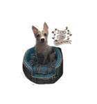 Pepble Super Dog（個別スタンプ：3）