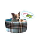 Pepble Super Dog（個別スタンプ：4）